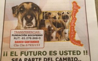 CHILE: PROTEÇÃO AOS ANIMAIS ABANDONADOS