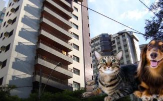 ANIMAIS EM CONDOMÍNIOS