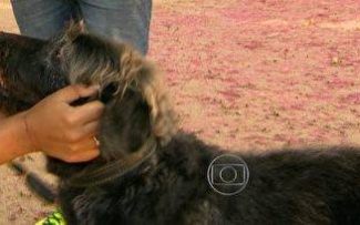 ANIMAIS: ABANDONO NA TIJUCA (USINA)