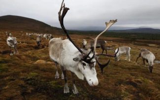 WWF DEFENDE MORTE DE RENAS