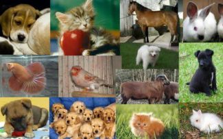 FRENTE PELOS ANIMAIS EM BRASÍLIA
