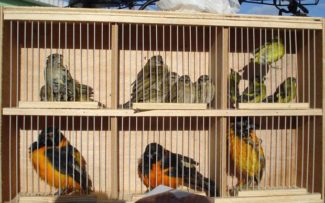 CADÊ O BATALHÃO FLORESTAL?