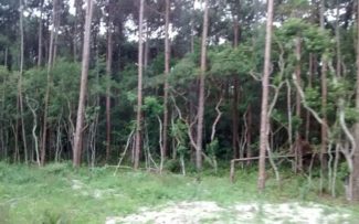 MEIO AMBIENTE – Parque Estadual Do Rio Vermelho – Moçambique.