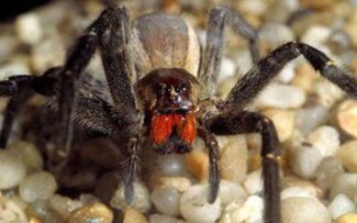 CIÊNCIA – ARANHAS
