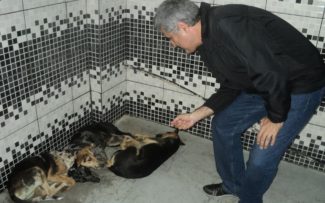 ANIMAIS: MANGARATIBA