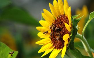 CIÊNCIA: ABELHAS SEM FERRÃO