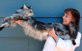 MORRE O MAIOR GATO DO MUNDO