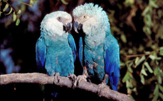 VITÓRIA DA NATUREZA