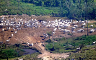AB denuncia impacto ambiental da pecuária