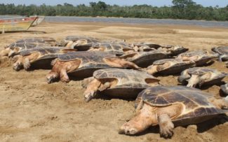 TARTARUGAS NA CEIA DE NATAL