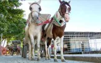 CAVALOS DE PAQUETÁ