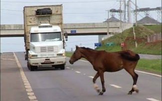ANIMAIS NA ESTRADA
