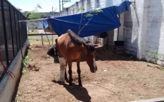 SUIPA: UMA LUTA PELA VIDA