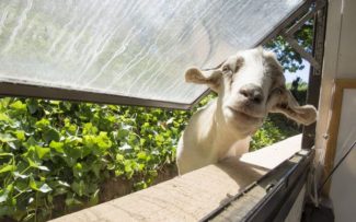 DIREITO DOS ANIMAIS – EUA