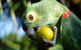 DIA DA DEFESA DA FAUNA