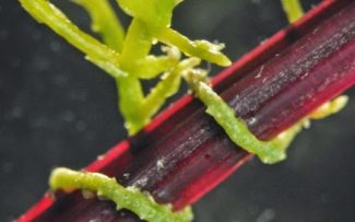 COMUNICAÇÃO ENTRE VEGETAIS