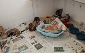 SUIPA, OAB E DEFENSORIA