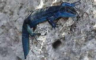 Ilha de Capri – A lagarta azul