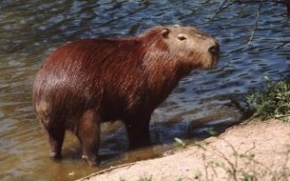 CAPIVARA NÃO RESISTIU