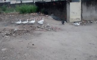 ABATEDOURO: SITIO DA MORTE – Parte 1