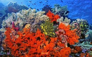 Corais e temperatura