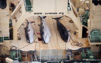 JAPÃO, PROGRAMAS DE MORTE