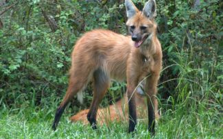 FAUNA E FLORA: CONSERVAÇÃO COM PADRÃO INTERNACIONAL