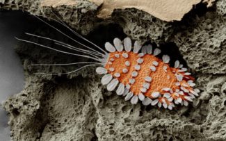 ÁCAROS, ESSES DESCONHECIDOS