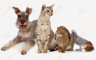 ANIMAIS DE ESTIMAÇÃO