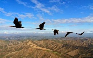 ELETROMAGNETISMO PREJUDICA CURSO MIGRATÓRIO DAS AVES