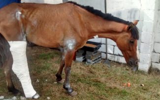 SUIPA EVITA MORTE DE CAVALO