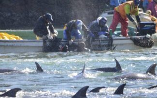 MORTE DE GOLFINHOS NO JAPÃO