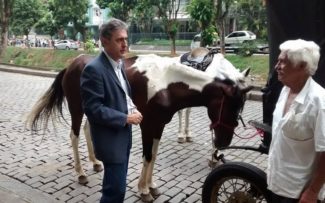 Comissão da OAB acompanha regras para trato com os cavalos em Petrópolis (RJ)