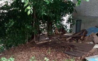 Gatos do Instituto Municipal de Geriatria e Gerontologia Miguel Pedro, em Vila Isabel