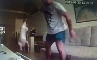 Agressões às cadelas na Barra da Tijuca/RJ