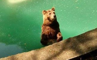 VISTORIA NO ZOOLÓGICO DO RIO