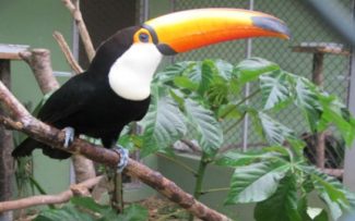 Zoológico: luta pelas vidas