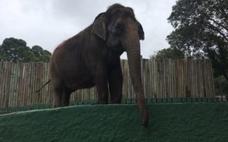 Zoo: Suspenção do edital