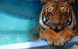 ZOO/RJ: na luta para salvar 1.300 vidas.