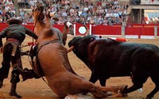 Vaquejada e Rodeio