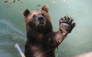 Esclarecimentos sobre o ZOO-RJ