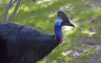 OAB do Rio entra como parte em processo para manter empresa no comando do zoológico