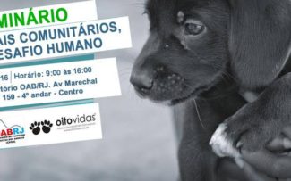 Comissão discute proteção a animais comunitários