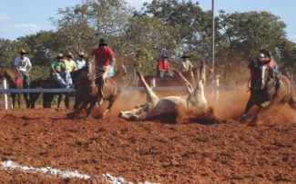 Inconstitucionalidade na Lei das vaquejadas