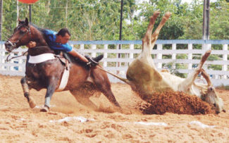 Vaquejada e “cosquinha”