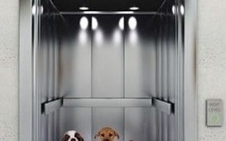 Proteção aos Animais nos Condomínios