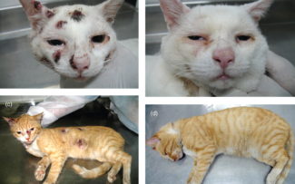 Esporotricose: Tratamento mais rápido