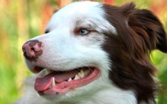 Shopping do Méier recebe fórum de defesa animal
