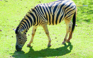 Comissão vai recorrer da decisão que suspendeu concessão do zoológico