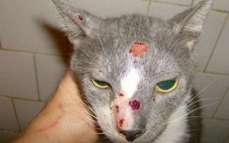 ESPOROTRICOSE: OAB QUER TRATAMENTO MAIS RÁPIDO